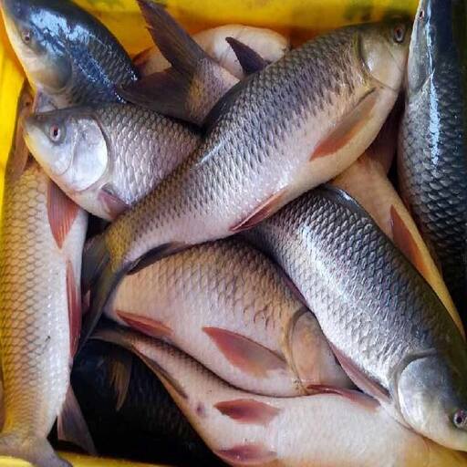 Fish & Lamb Meat