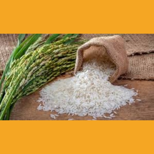 Rice