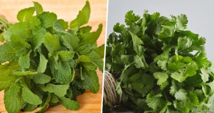 fresh-vegetables/fresh-vegetables-5.jpg